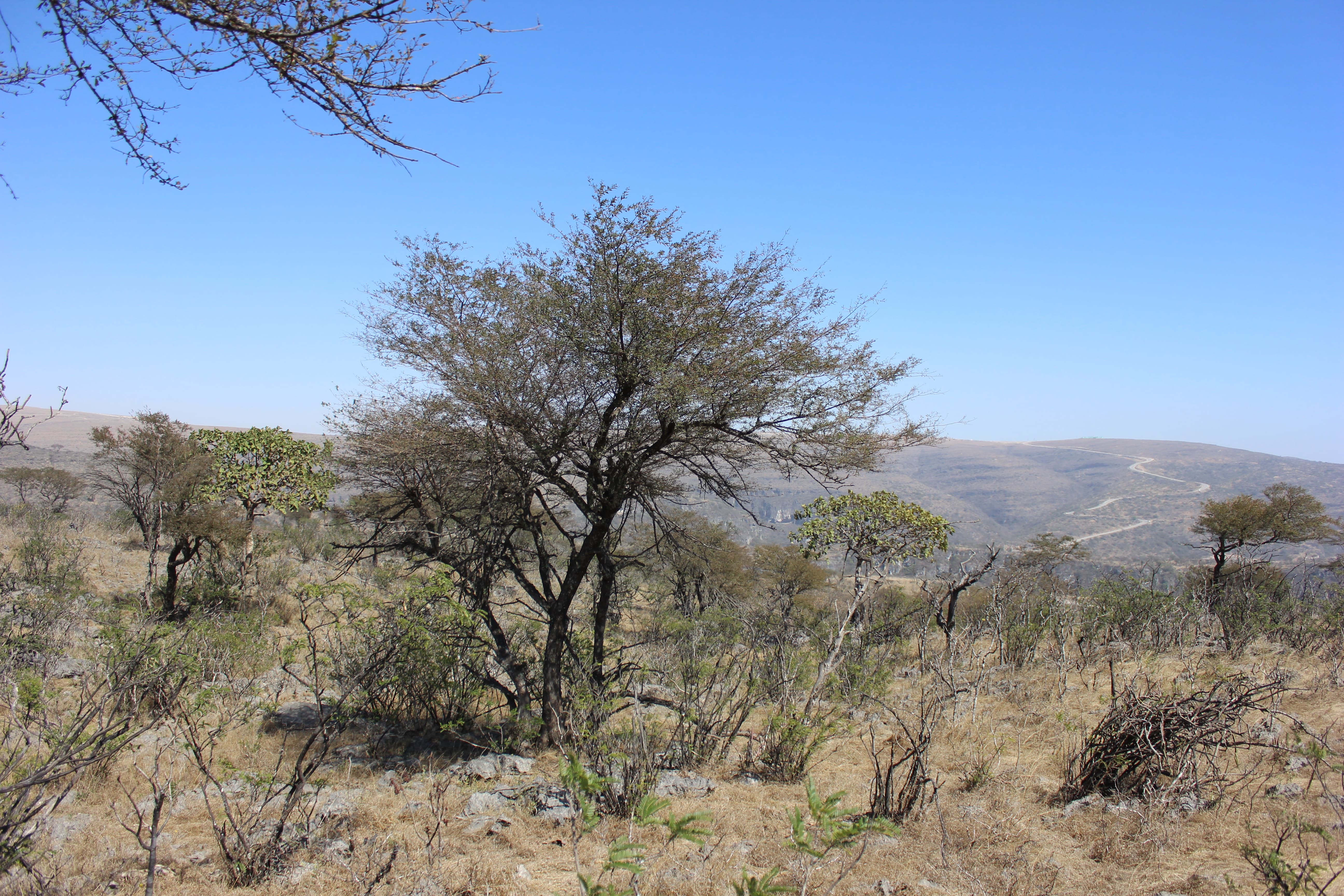 Plant Image